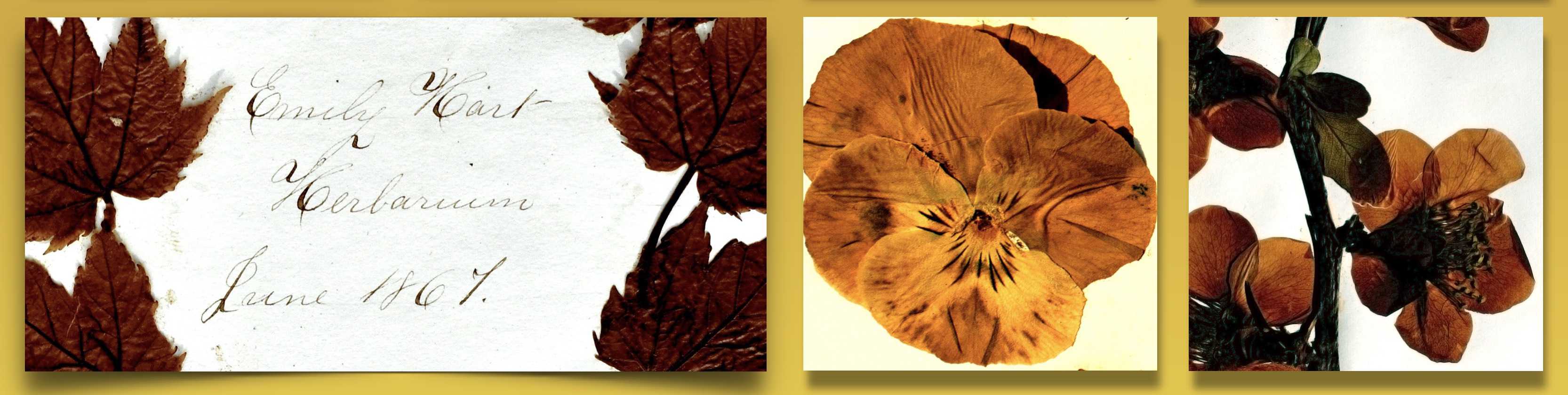 Herbarium Row 03