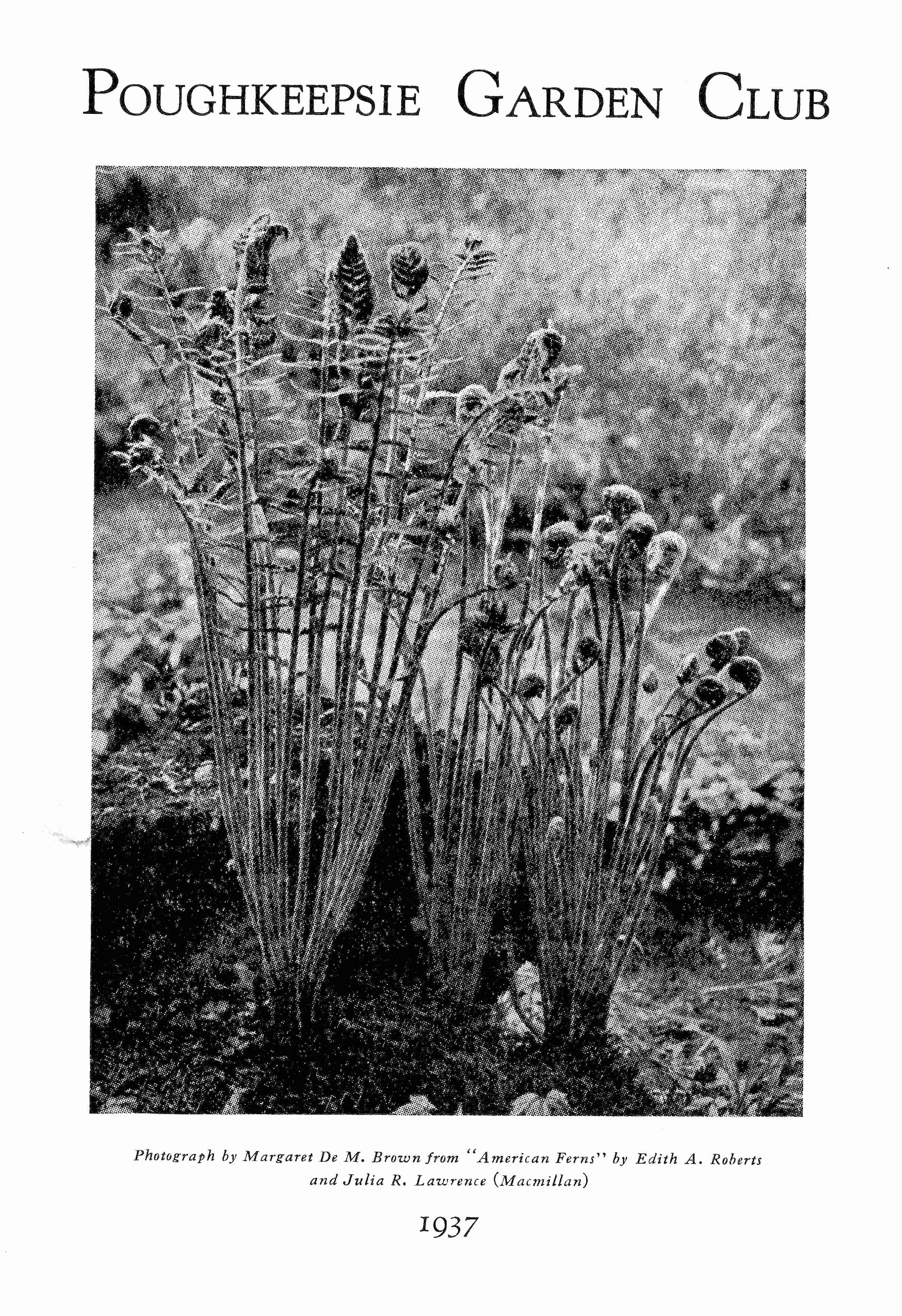 MDMB Ferns 1937bw