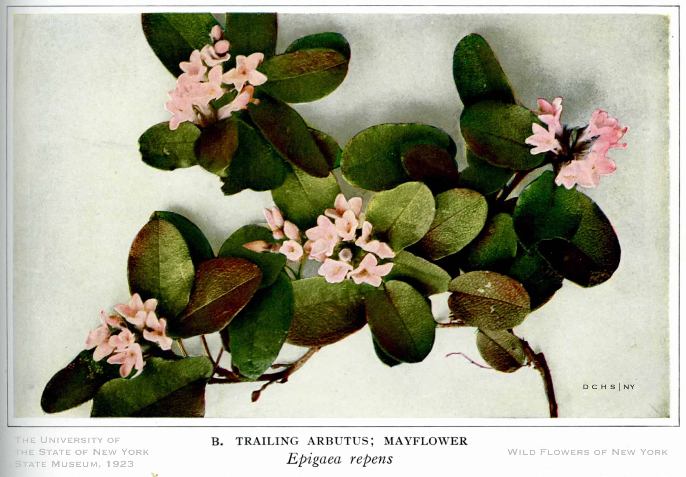 Wildflowers Trailing Arbutus WofNY